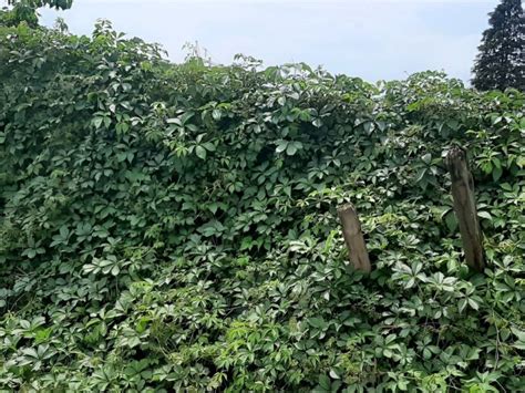 Asta Per Terreno Agricolo Via Al Confine Con La Via Po La Loggia Rif