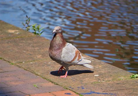 Pigeon Oiseau Plumes Photo Gratuite Sur Pixabay Pixabay