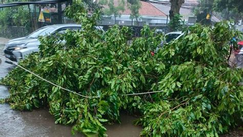 Hujan Dan Angin Kencang Di Cibungbulang Bogor Pohon Roboh Timpa Rumah