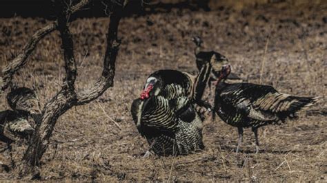 Colorado Wild Turkey Stock Photos Pictures And Royalty Free Images Istock