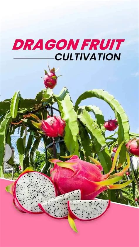 Dragon Fruit Cultivation Essential Farming Tips For Beginners