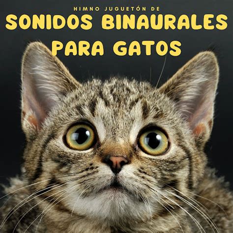 Himno Juguet N De Sonidos Binaurales Para Gatos