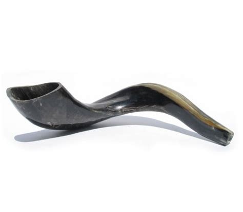 Large Black Rams Horn Shofar - Polished | aJudaica.com