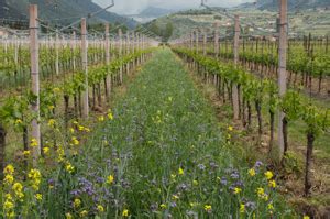 Nova Agricoltura In Vigneto La Rassegna Di Macchine E Prodotti VVQ