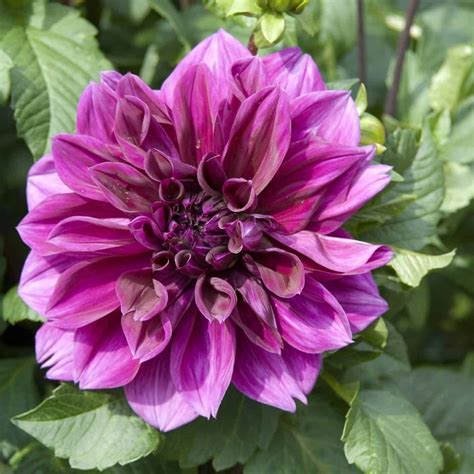 15+ purple dahlia varieties 🍇 💜 Delve into lovely lavender hues