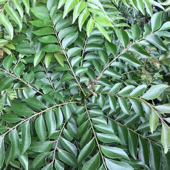 5 Curry Leaf Tree Seeds Murraya Koenigii Edible Fruit In South