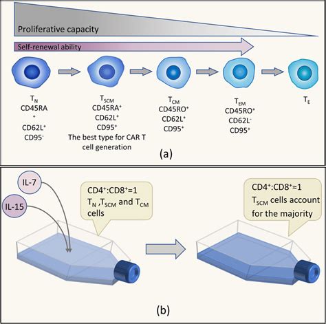 Some Key Points During The Process Of Manufacturing Car T Cells A The