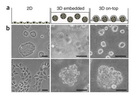 Breast Epithelial Cell Morphology In Different Culture Conditionsa