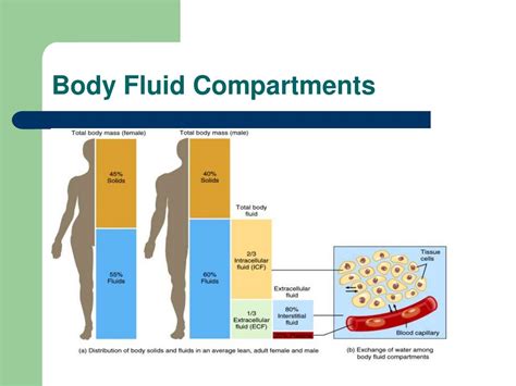 Body Fluid Compartments And The Percentages Of Each Troswa