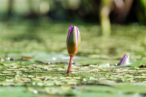 Banco De Imagens Natureza Flor Plantar Gramado Folha Flor Roxa