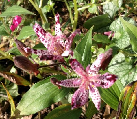 The Toad Lily I Planted In May Had Flowered Flower Garden Plants