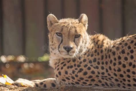 Laying Cheetah Stock Image Image Of Nature African 35352551