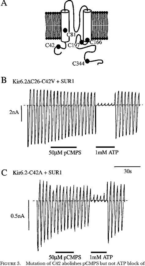 Figure From Mechanism Of Atp Sensitive K Channel Inhibition By