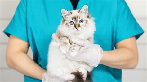 Qu Hacer Si Tu Gato Ha Sido Atacado De Primeros Auxilios Mascotas Y