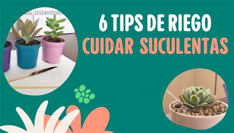 6 Tips Sobre El Agua Para Cuidar Tus Suculentas Detalles Del Campo