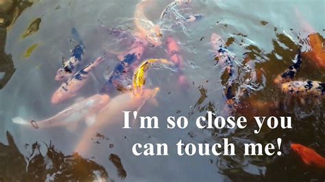 Im So Close You Can Touch Me Beautiful Multicoloured Koifish