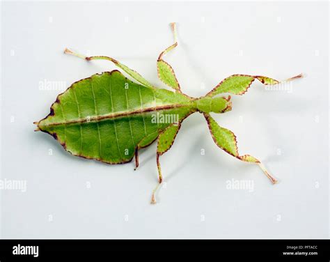 Leaf Insect Hi Res Stock Photography And Images Alamy