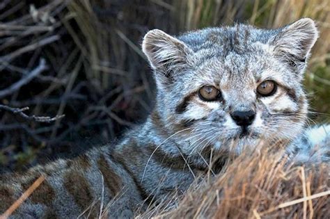 Declaran Al Gato Andino Monumento Natural Provincial De Jujuy Vet Market