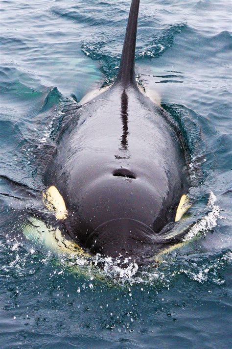 Orca in the wild by Akiko F - Photo 17005815 / 500px