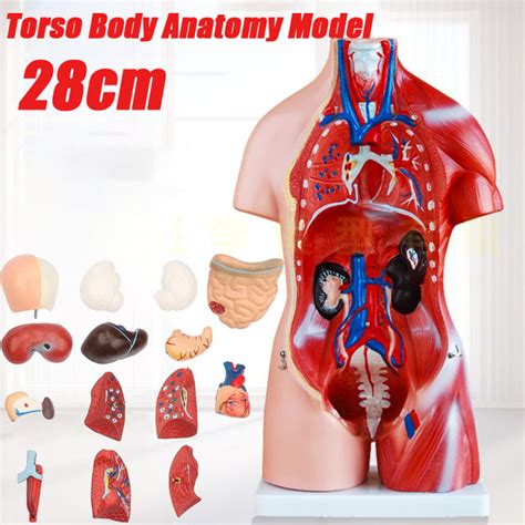 28cm Human Torso Body Model Anatomy Anatomical Internal Organs Viscera