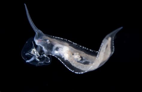 Video! The sea slug that looks and swims like a fish | Deep Sea News