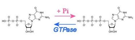 Molecules: GTP