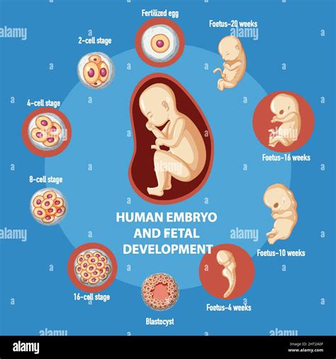 Infografik Zur Entwicklung Des Menschlichen Embryos Stock Vektorgrafik