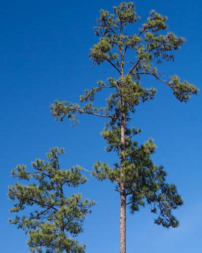 Loblolly Pine Trees For Sale At Arbor Days Online Tree Nursery Arbor