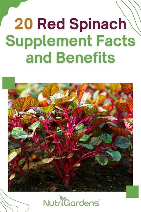 20 Red Spinach Supplement Facts And Benefits Nutrigardens Red