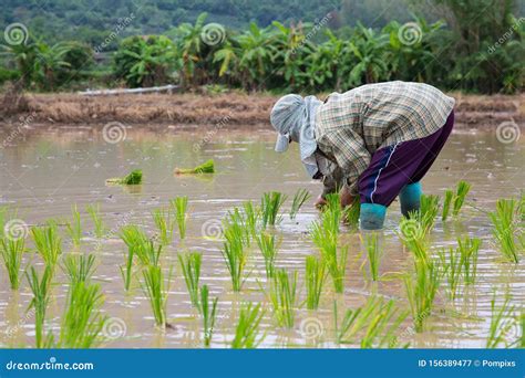 Asian Farmer Rice Planting At Work Editorial Photography Image Of