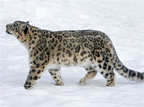 Snow Leopard : Action For Snow Leopards Uicn - nicehairgirl