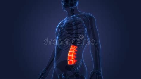 Wervelkolom Lumbale Wervelkolom Anatomie Van Het Menselijk