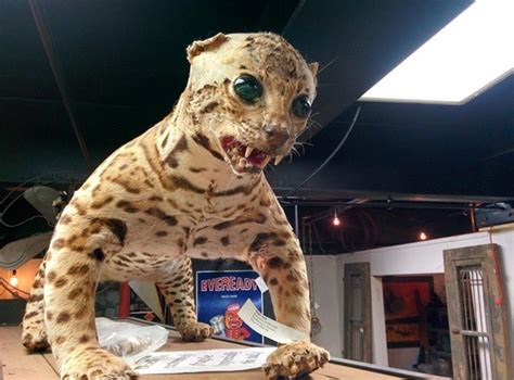 42 Funny Taxidermy Fails Just Waiting To Creep Into Your Nightmares