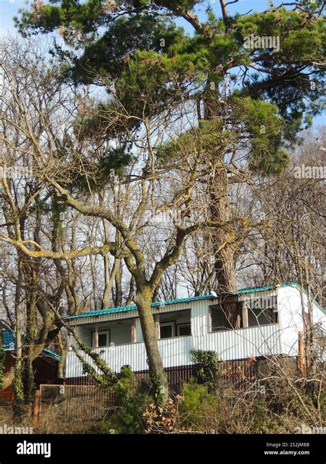 Tree Growing Through Veranda And Roof Of Old Poor Bungalow Few Poor