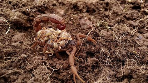 Indian Red Scorpion Stock Footage Video Of Sting India 321666422