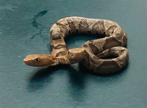 Two Headed Snake Found Slithering In A Virginia Garden — And Its