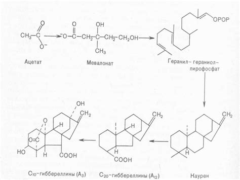 Фитогормоны – гормоны роста растений - презентация онлайн