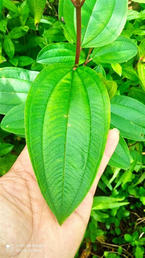 Daun Senggani Senduduk Harendong Fresh Dadakan Petik Kg Lazada