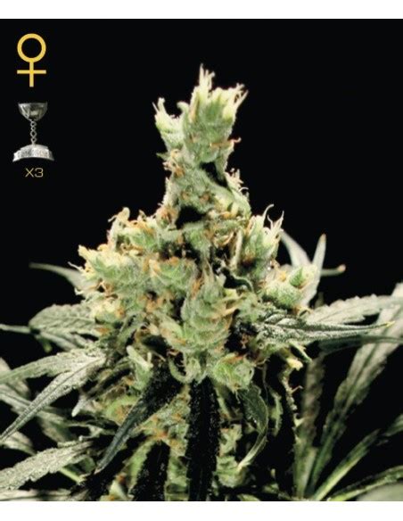 Super Lemon Haze Greenhouse Seeds Feminized Seeds