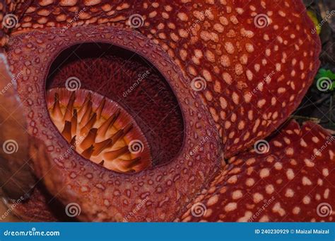 La Plus Grande Fleur Du Monde Rafflesia Arnoldiiin Gros Image Stock