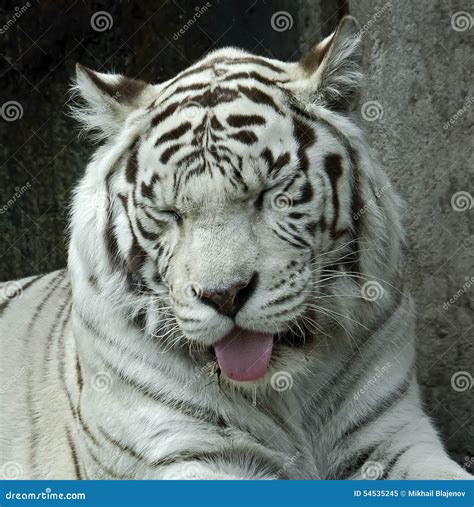 White tiger 15 stock image. Image of strange, portrait - 54535245