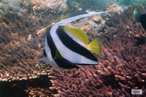 Qatar e-Nature – Longfin Bannerfish