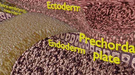 ArtStation - Human embryo 15-28 days 3-4 weeks gastrulation | Resources