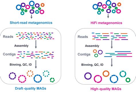 Sequencing 101 Metagenome Assembled Genomes Pacbio