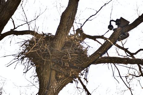 Famous Decorah, Iowa Eagles Nest Stock Image - Image of branches ...