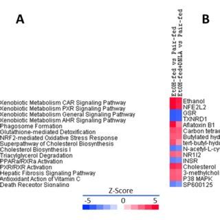 Ingenuity pathways analysis (IPA) of canonical pathways. (A) Top 15 ... 