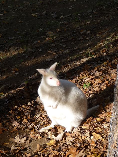 White Gangaroo | ppinksky7 | Flickr