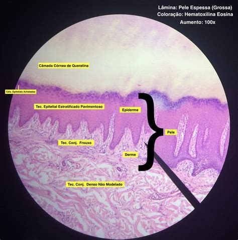 Pin De Sibelle MilFlows Em Ciclo De Estudos Histologia Tecido