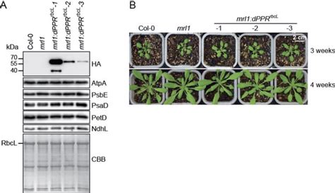 Phenotype Of Transgenic Mrl Arabidopsis Plants Expressing Dppr Rbcl