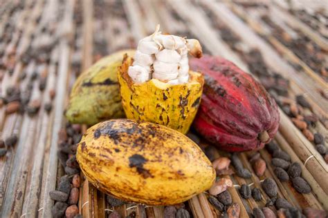 Cacao Ivoirien Le Prix Pour La Campagne Attendu En C Te D